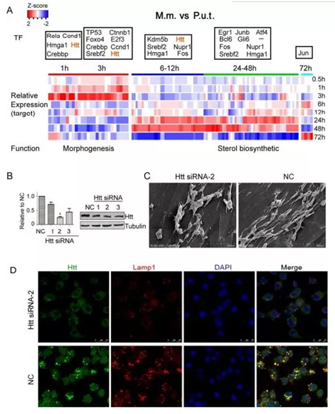 QQ 截图 20191204142852