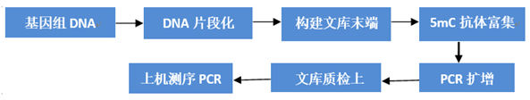 甲基化 DNA 免疫共沉淀测序技术原理