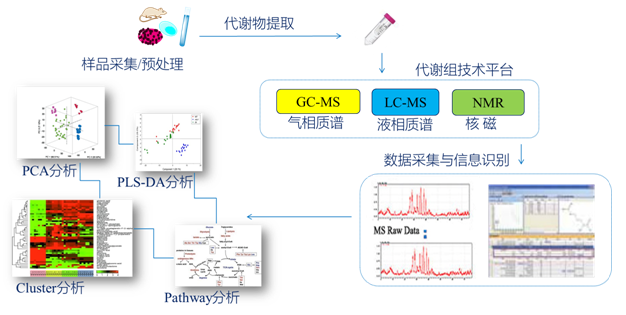 【暂停不做】非靶向代谢组 科研服务 上海伯豪生物技术有限公司 服务科技创新，护航人类健康！