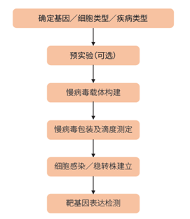 CRISPRi 服务项目流程图