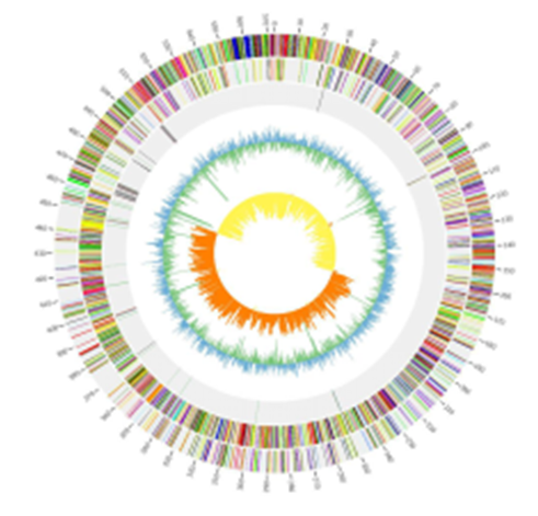 伯豪生物微生物基因组 de novo 测序分析案例图