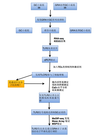 18β 甘草次酸与胃癌研究思路