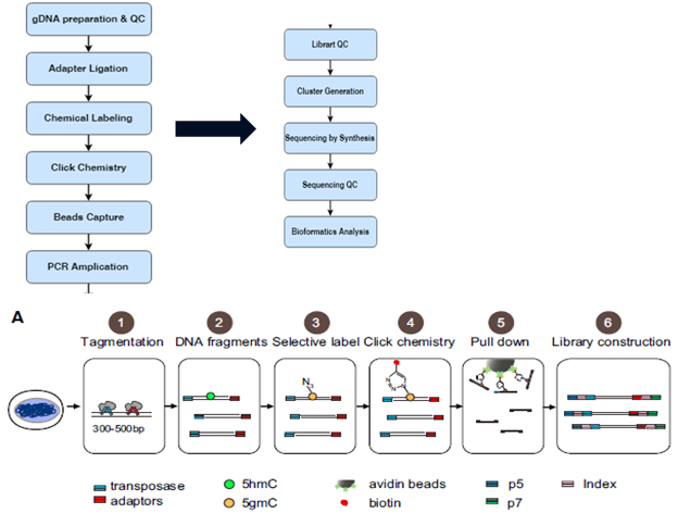 DNA 羟甲基化测序技术原理
