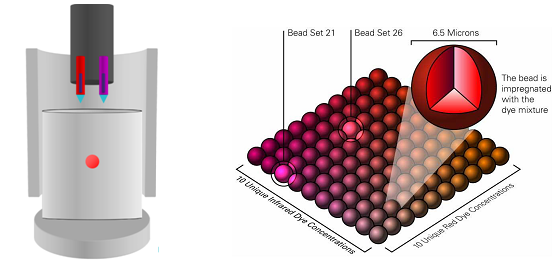 液相悬浮芯片技术原理配图 1