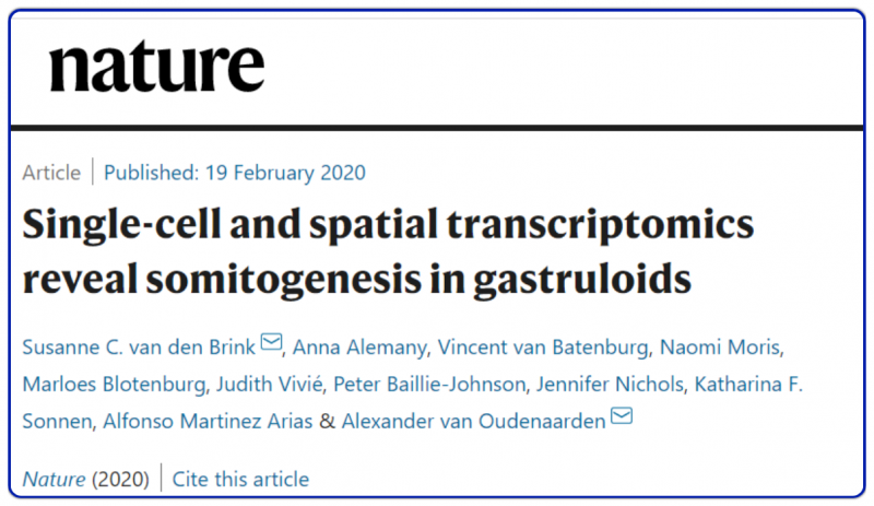 Single-cell and spatial transcriptomics reveal somitogenesis in gastruloids. Nature. 2020.
