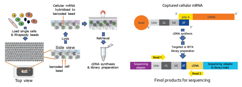 单细胞 RNA 测序 BDRhapsody 技术原理