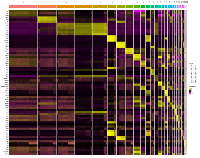 单细胞 RNA 测序 Marker 基因分析