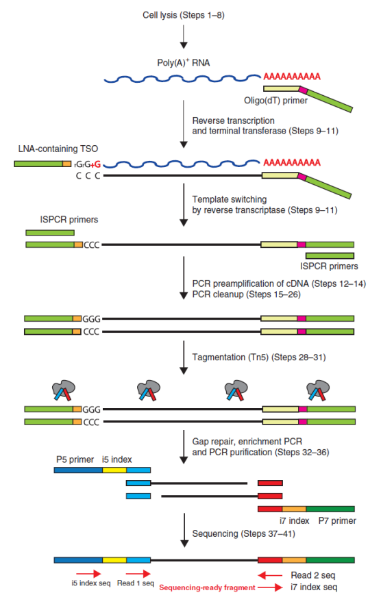 伯豪生物单细胞 RNA 测序服务 SMART-seq2 技术原理