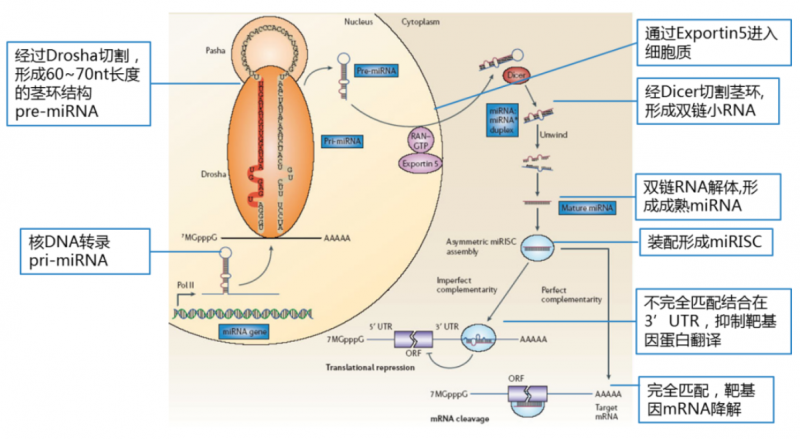 microRNA 的生成及作用机制