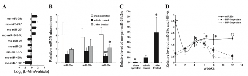 L- 含羞草素可以恢复残肾大鼠中 miRNA-29c 的表达 