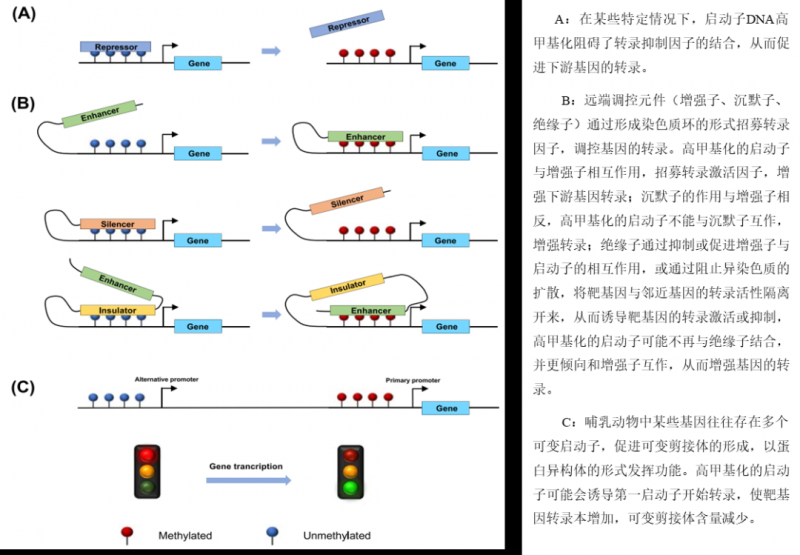 启动子 DNA 甲基化诱导基因表达潜在机制