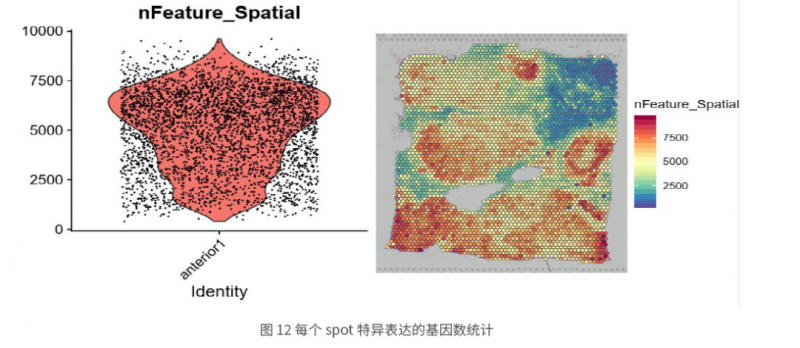 伯豪生物空间转录组测序结果