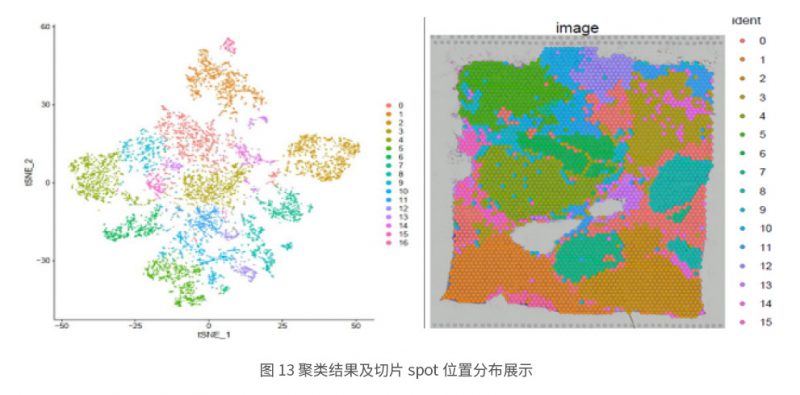 伯豪生物空间转录组测序分析