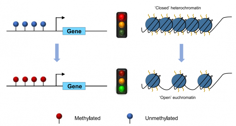  启动子 DNA 高甲基化促进基因转录图 