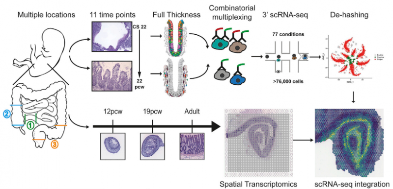 单细胞测序 + 空间转录组测序研究路线图
