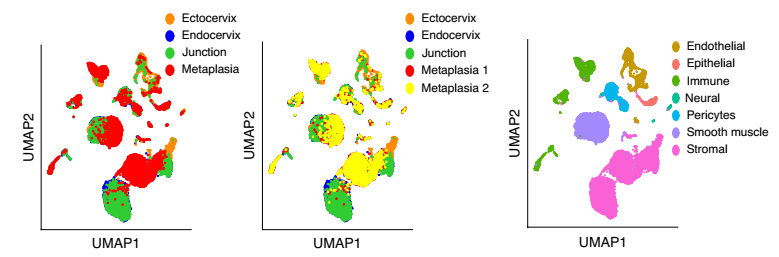 健康小鼠宫颈外,宫颈内,过渡区和 VA 缺乏引起的鳞状化生的 scRNA-seq