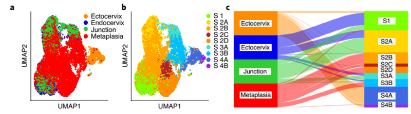 健康小鼠宫颈外,宫颈内,过渡区和 VA 缺乏引起的鳞状化生基质细胞 t -SNE 和 Sankey 图