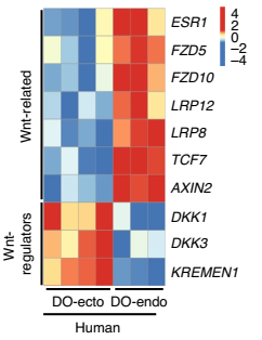 生信分析:人宫颈外与宫颈内类器官差异调控基因的表达分析图