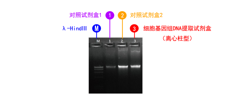 细胞基因组 DNA 提取试剂盒（离心柱型）