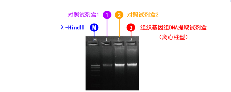 组织基因组 DNA 提取试剂盒（离心柱型）