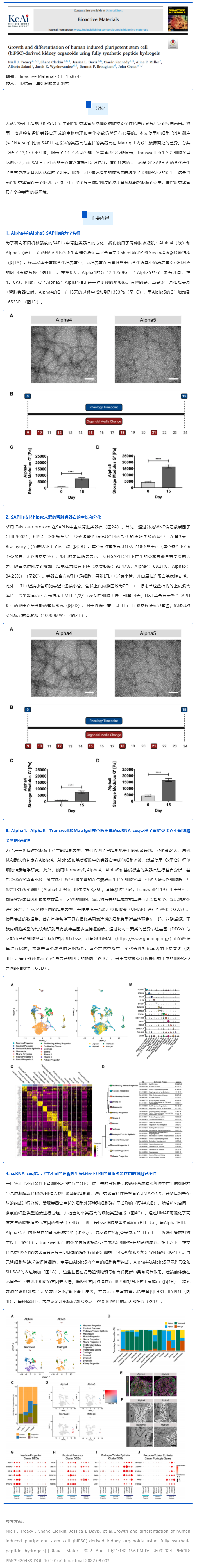 全合成肽水凝胶培养的人诱导多能干细胞（hiPSC）来源的肾类器官的生长和分化