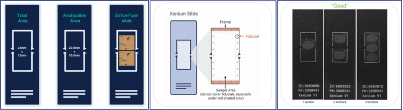 Xenium 切片与贴片 