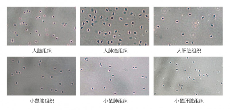 伯优®细胞核分离试剂盒单页-01
