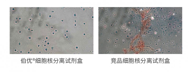 伯优®细胞核分离试剂盒单页-03