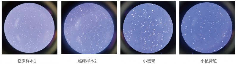 伯优®组织样本悬液制备试剂盒-单页-02