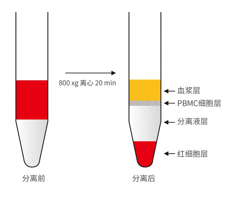 伯优®人外周血PBMC(单个核细胞)分离试剂盒-单页-02