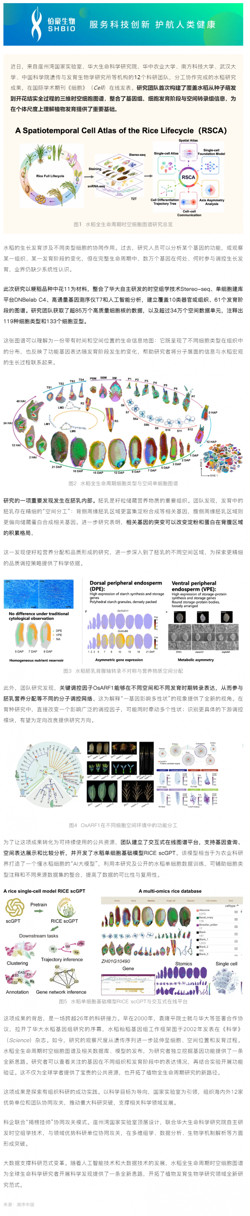登上《细胞》！中国科研团队成功绘制水稻全生命周期时空细胞图谱